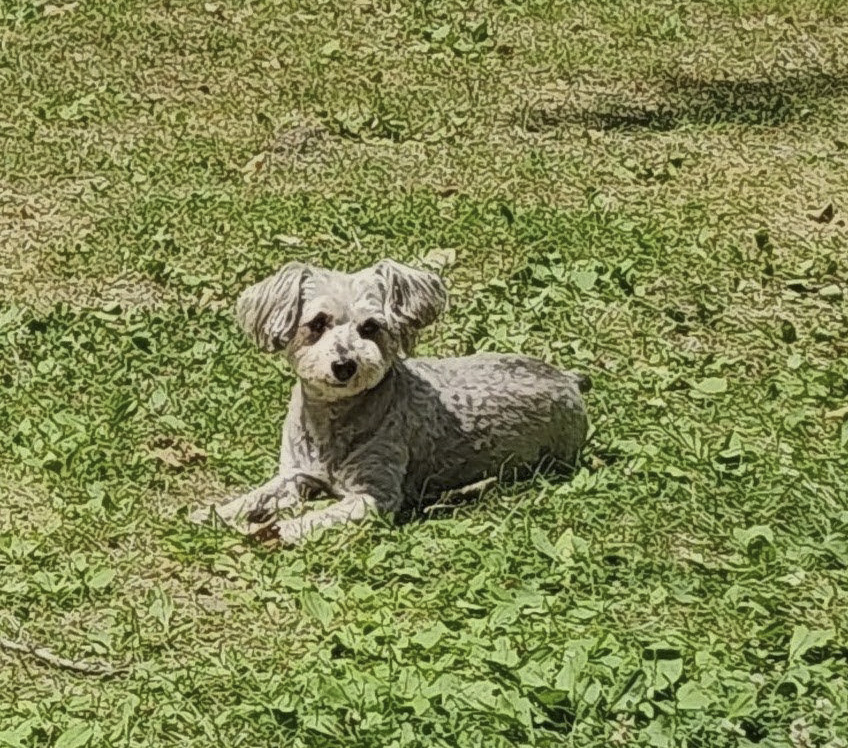little gray dog relaxing in the sun