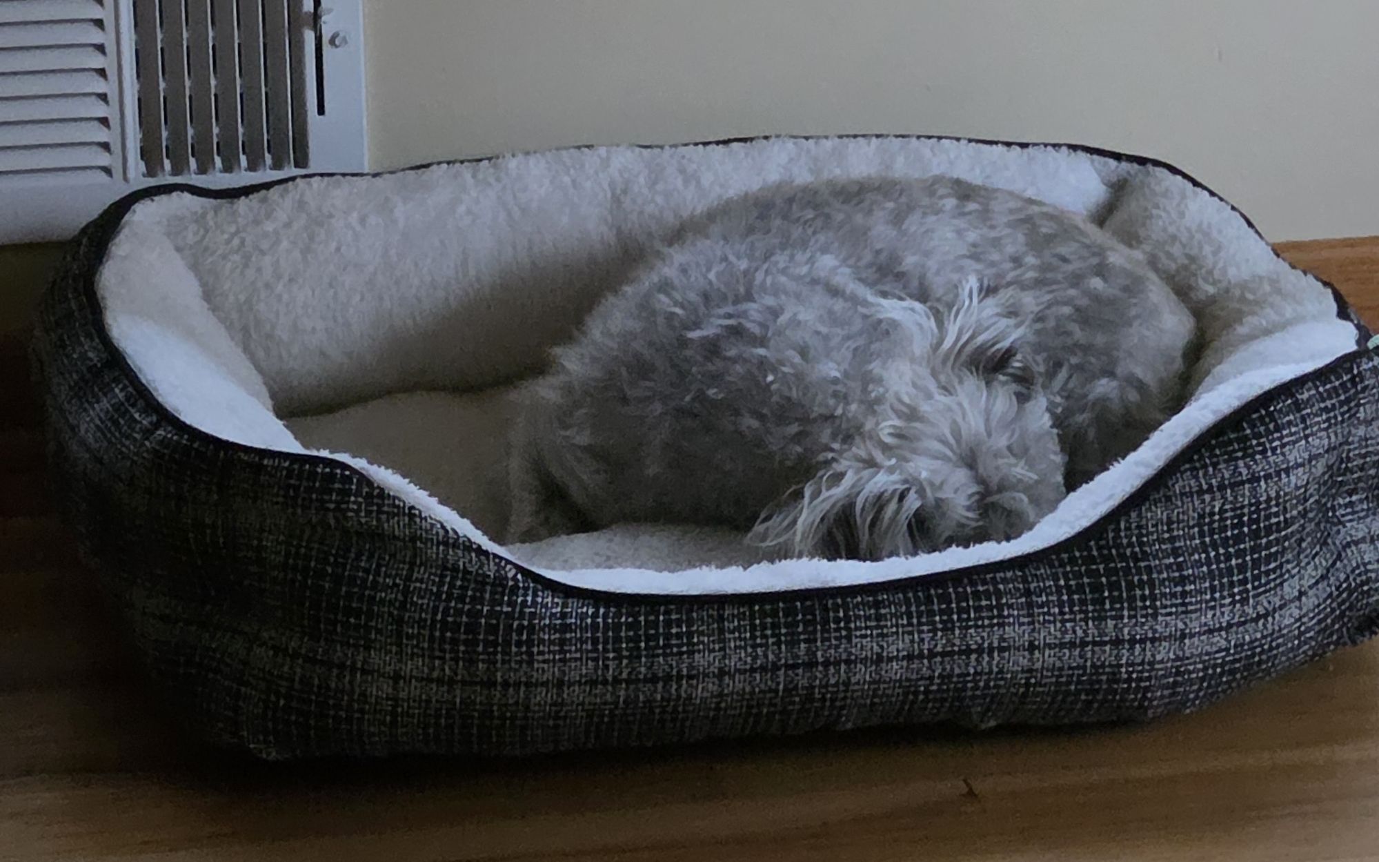 Furnace is on and Luna is happy